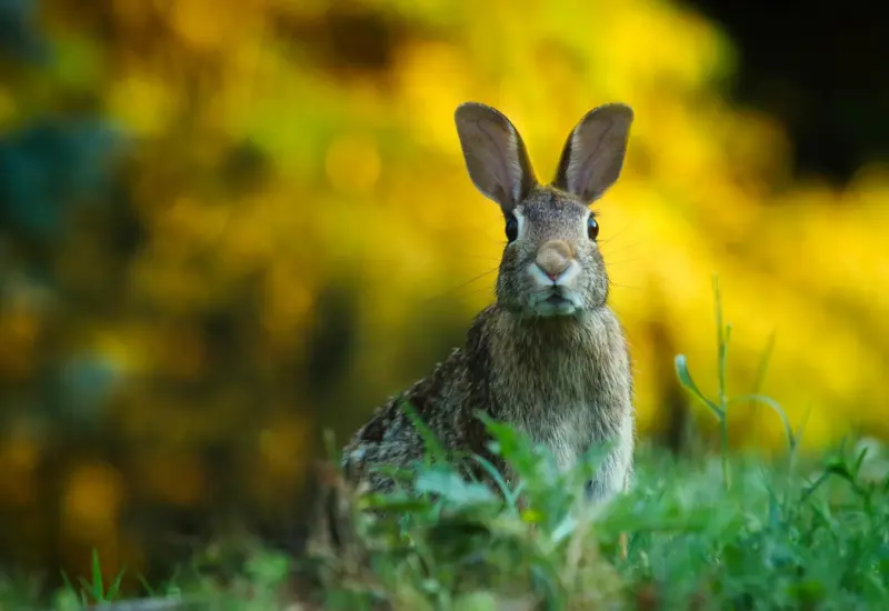 Pexels pixabay 247373